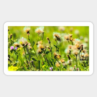 Prairie flower illustration Sticker